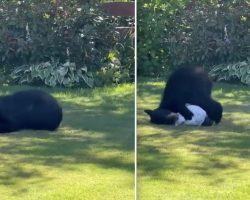 Wild Bear Snuggles With Newly Washed Bed Sheet That Was Hanging On The Line