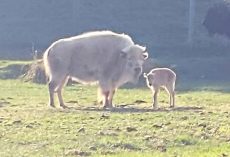 Extremely rare, one-in-10-million white bison born in Wyoming state park