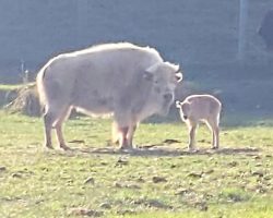 Extremely rare, one-in-10-million white bison born in Wyoming state park