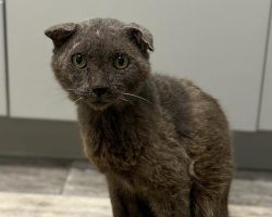 Meet Buddy, the stray cat who was almost put down before he bounced back