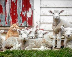 Meet Steve, the Cat That Thinks He’s A Lamb