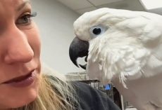 Sick Cockatoo Who Lost His Home Then His Foster Caregiver Finds Perfect Home