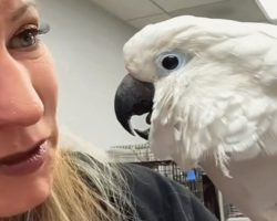 Sick Cockatoo Who Lost His Home Then His Foster Caregiver Finds Perfect Home