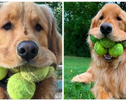 Ball-obsessed golden retriever can fit a record six tennis balls in his mouth