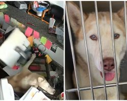 Shelter dog put in ‘jail’ after destroying office, gets bailed out by new forever family