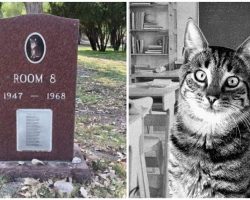 The story of ‘Room 8,’ beloved schoolhouse cat immortalized in gravestone