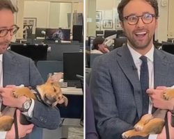 Adorable puppy falls asleep in newscaster’s arms — leads to a happy ending