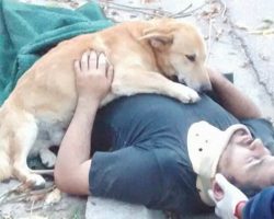Concerned Dog Refuses To Leave His Dad’s Side After He Gets Hurt In A Fall