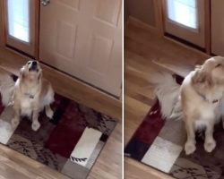 Howling Dog Hilariously Reacts When He Realizes He’s Not Home Alone