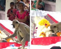 Monkey shows up at funeral to pay respects to man who showed her kindness