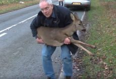Deer Hit By Car Is About To Give Up On Life Until Man Saves Her