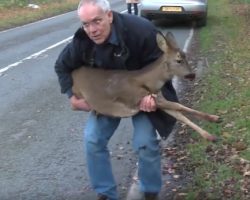 Deer Hit By Car Is About To Give Up On Life Until Man Saves Her