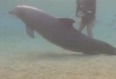 Divers find mysterious dolphin – then a miracle happens
