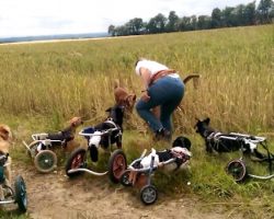 Group Of Disabled Dogs In Wheelcarts Play Fetch On Walk Together