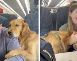 Cute Dog Cuddles With Strangers While On The Train In Adorable Video