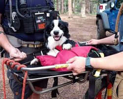 Injured dog ‘extremely grateful’ after search-and-rescue team carries him down hiking trail