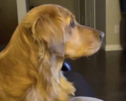 Golden Retriever Reacts To Seeing Darth Vader For The First Time