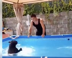 Dog Cooling Off In Pool Hilariously Refuses To Get Out