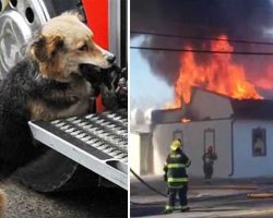 Firefighters fight a blaze – then see dog rushing out of the house with something in its mouth