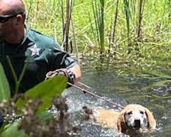 Deputy braves gator-filled Florida swamp to rescue lost, stuck dog