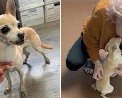 Woman reunites with her dog two years after being told she was dead