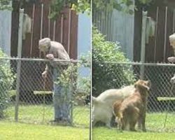 94-year-old grandpa has the sweetest routine with this pair of neighborhood dogs