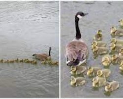 Photographer spots busy mother goose caring for 76 goslings