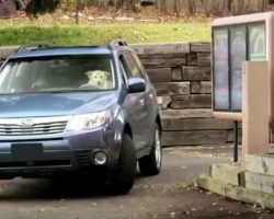 Two Dogs Pull Up To The Drive Thru, Realize They Should’ve Just Gone Inside