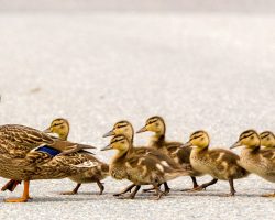 Father of two struck and killed by teenage driver moments after ushering baby ducks safely across the street