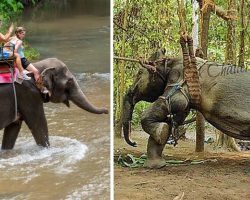 Elephant forced to entertain tourists for over 40 years has gotten its first taste of freedom