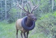 Bull Elk With Tire Around His Neck For 2 Years Finally Freed From It