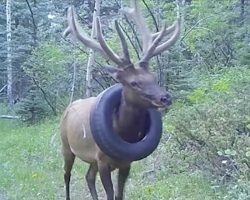 Bull Elk With Tire Around His Neck For 2 Years Finally Freed From It