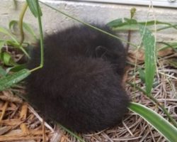 Woman finds some fur in her backyard – gets closer and hears cries