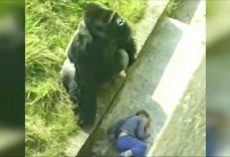 37 years ago, Jambo the Gorilla made headlines all over the world