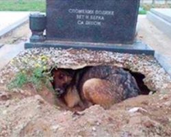 Dog refuses to leave grave – then a woman sneaks closer to find the truth