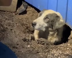 News crew rescues dog trapped under house after deadly tornado