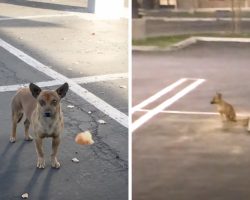 Stray Dog Kept Her Distance From Everyone, Then This Guy Rolled A Ball To Her