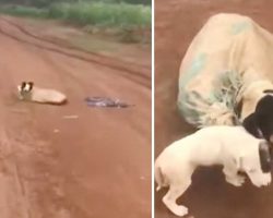 Momma dog found tied up in sack on abandoned road, when vet looks closer the dark truth is revealed