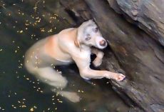 Drowning dog hangs desperately and hopes to be saved –now watch when she sees her rescuer