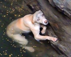 Drowning dog hangs desperately and hopes to be saved –now watch when she sees her rescuer