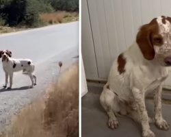 Abandoned Dog’s Tail is Tucked Under Him in Fright Until He Meets Rescuer