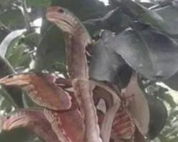 Angry-looking ‘snakes’ spotted lurking in tree, but everything is not as it seems