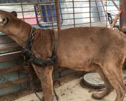 Circus lion was locked up for 20 long years, now watch his reaction when he’s released