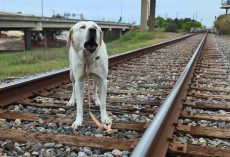 Animal Care Officer Rushes To Save Dog Stuck To An Active Train Track