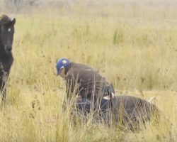 Animal hero saves wild horse from chains – now watch when he gets the thank you of a lifetime