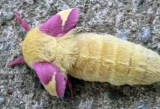 Man finds unusual creature in his garden — then sees it transform into something beautiful