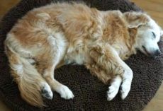 Mystery dog wants to sleep at woman’s house every day – then she discovers this note on his collar