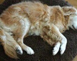 Mystery dog wants to sleep at woman’s house every day – then she discovers this note on his collar