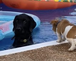 Barking Puppy Pushed into Pool By Annoyed Dog