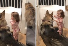 Dog And Cat Best Friends Always Tell Little Girl When It’s Time For Bed